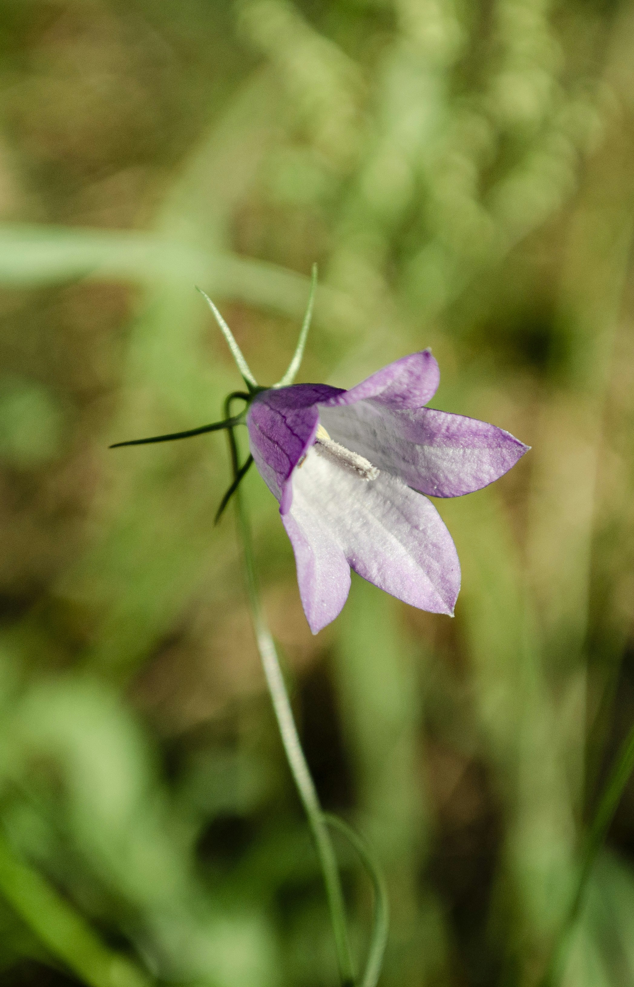 Photo by indi_grunge