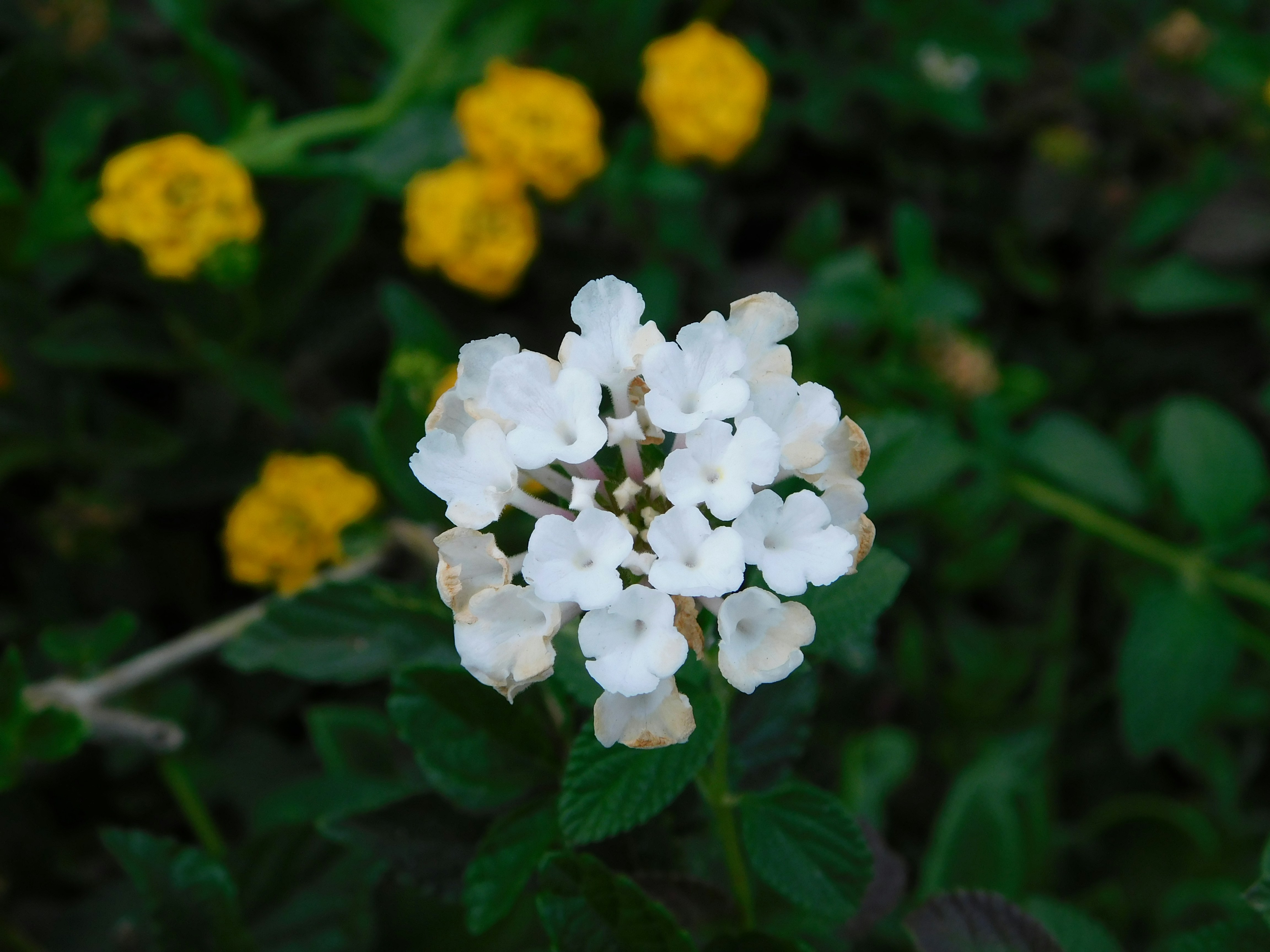 Lantana White (Shrub Verbena)