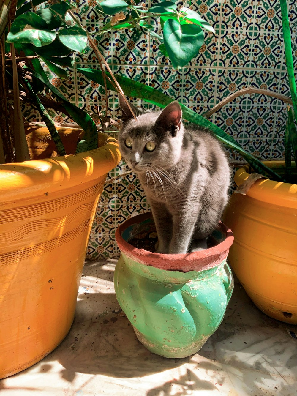 gray and white cat on orange plastic bucket