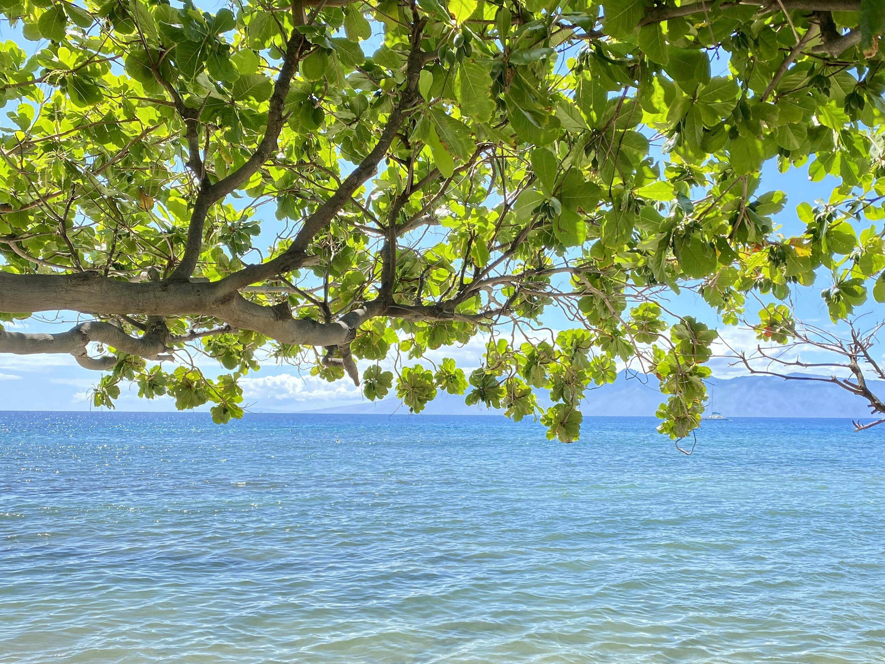 green tree near body of water during daytime