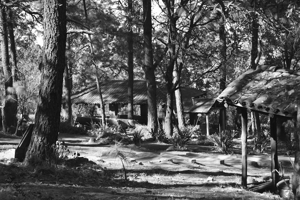 grayscale photo of trees and houses