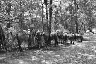 Several horses with saddles are tethered along a shaded, cobblestone path beside a rustic wire fence in a wooded area. Tall trees provide a canopy, filtering sunlight through the leaves.