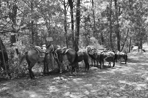 Several horses with saddles are tethered along a shaded, cobblestone path beside a rustic wire fence in a wooded area. Tall trees provide a canopy, filtering sunlight through the leaves.