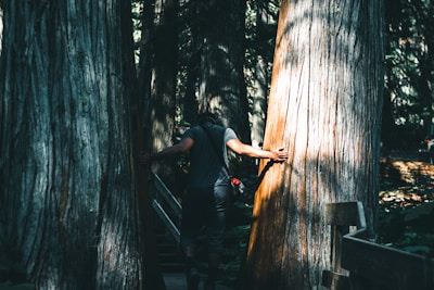 A person is walking between two large tree trunks in a forest setting. Their hands are touching the trees as sunlight casts dappled shadows on the scene. The atmosphere is calm and serene with dense foliage surrounding the path.
