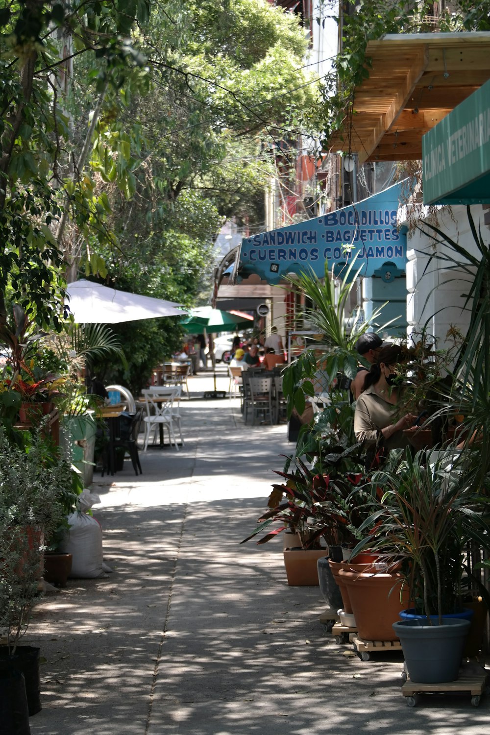 green potted plant near white and blue concrete building during daytime