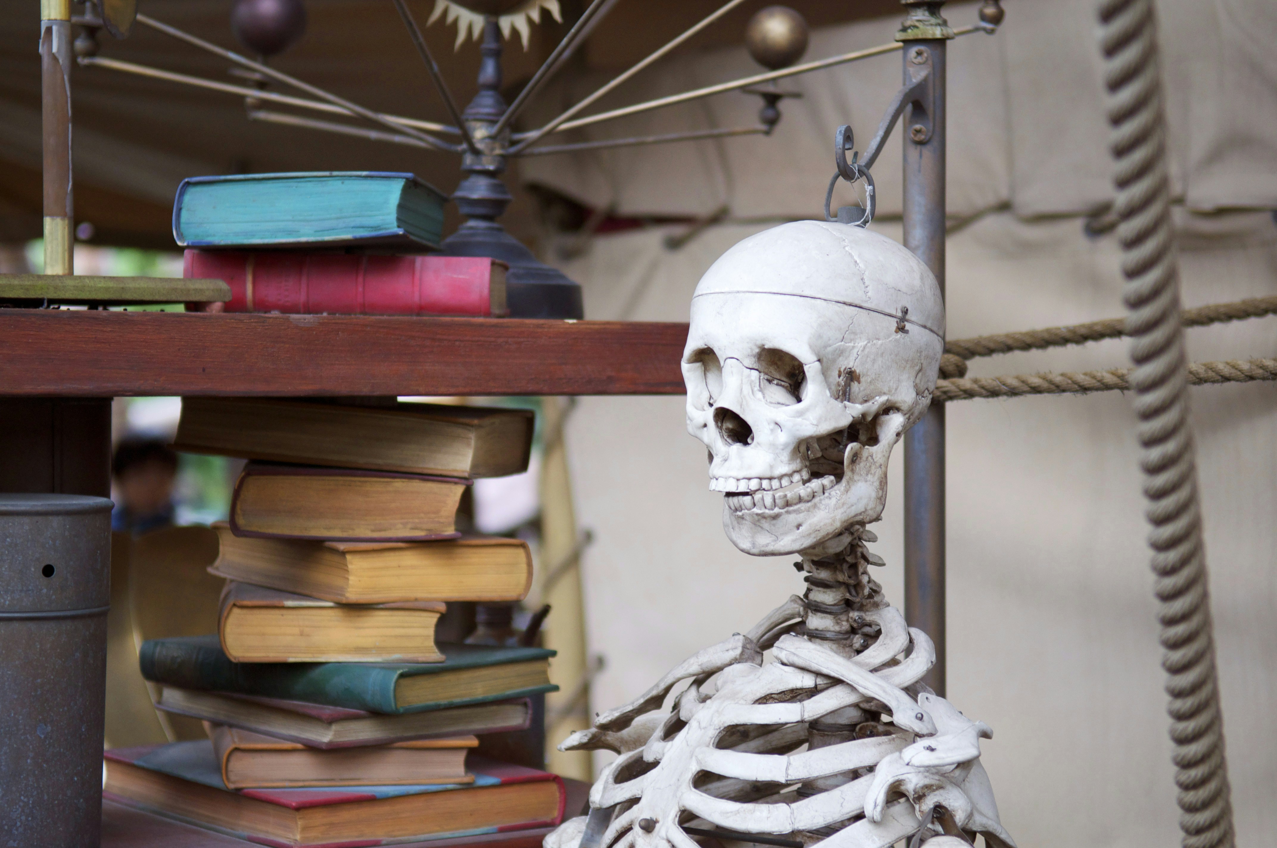 white skeleton figurine on brown wooden shelf