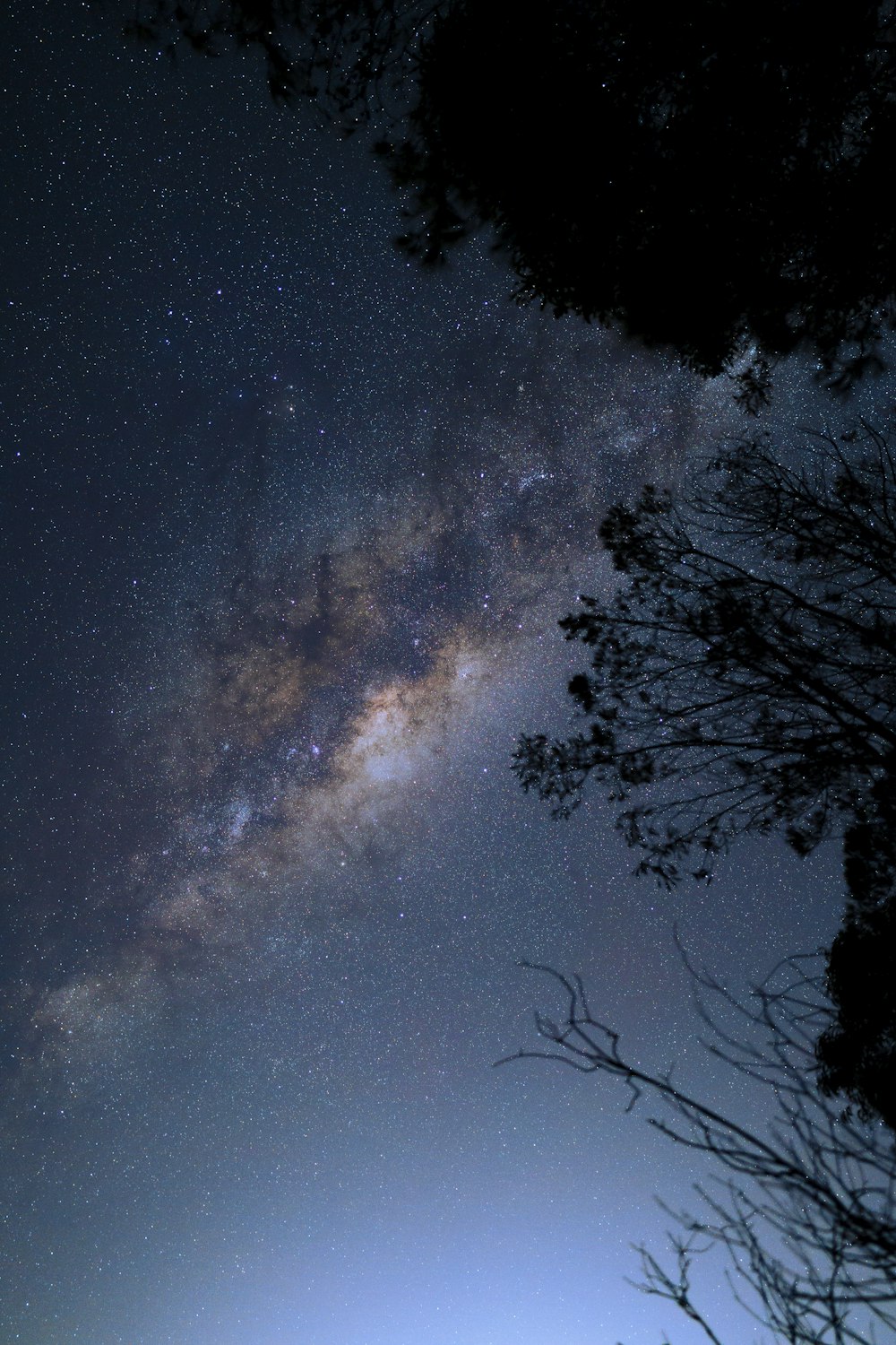 silhouette of trees under blue sky during night time