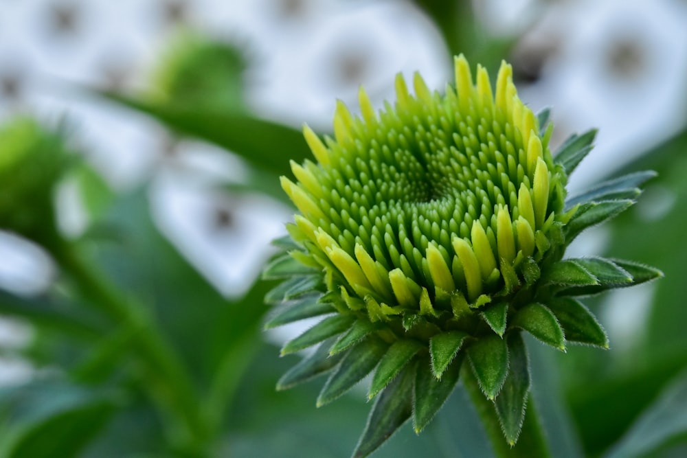 capullo de flor verde en fotografía de primer plano