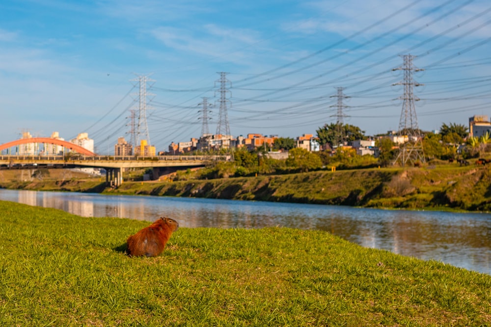 日中、水域近くの緑の芝生の上にいる茶色のロングコートの犬