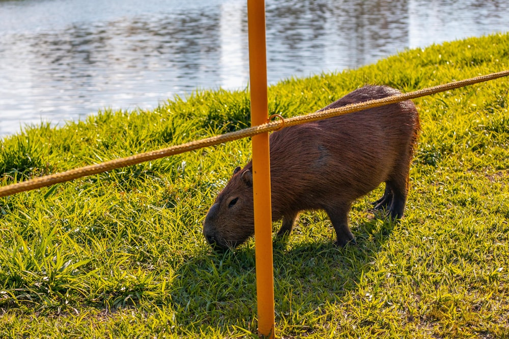 brown rodent on yellow metal stand
