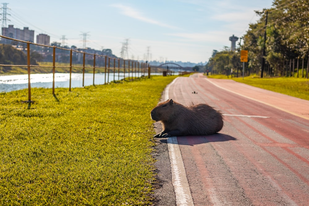 black animal on road during daytime