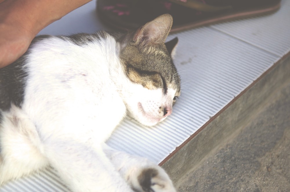 white and black cat lying on white textile