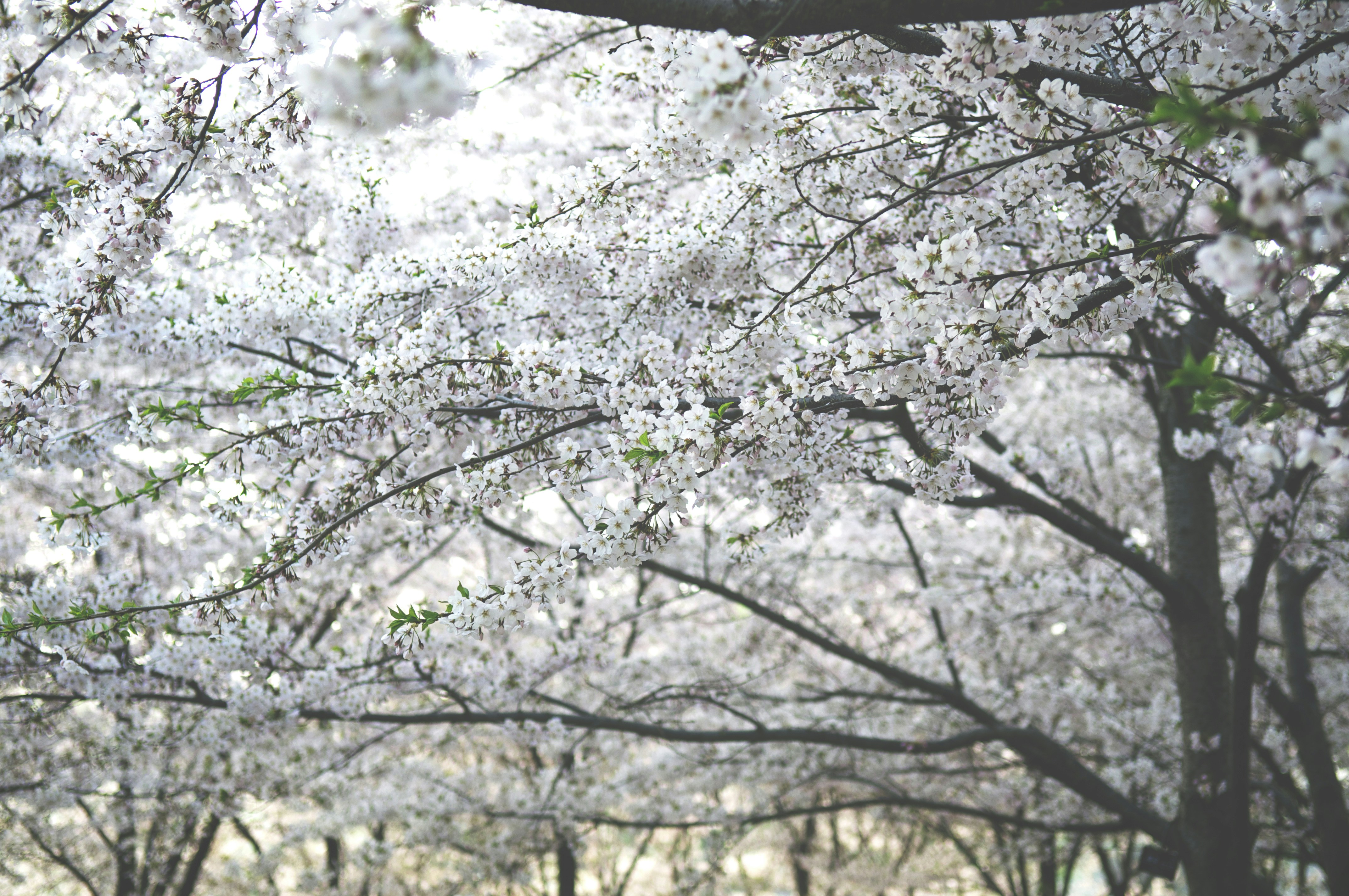 Photo by tommaomaoer