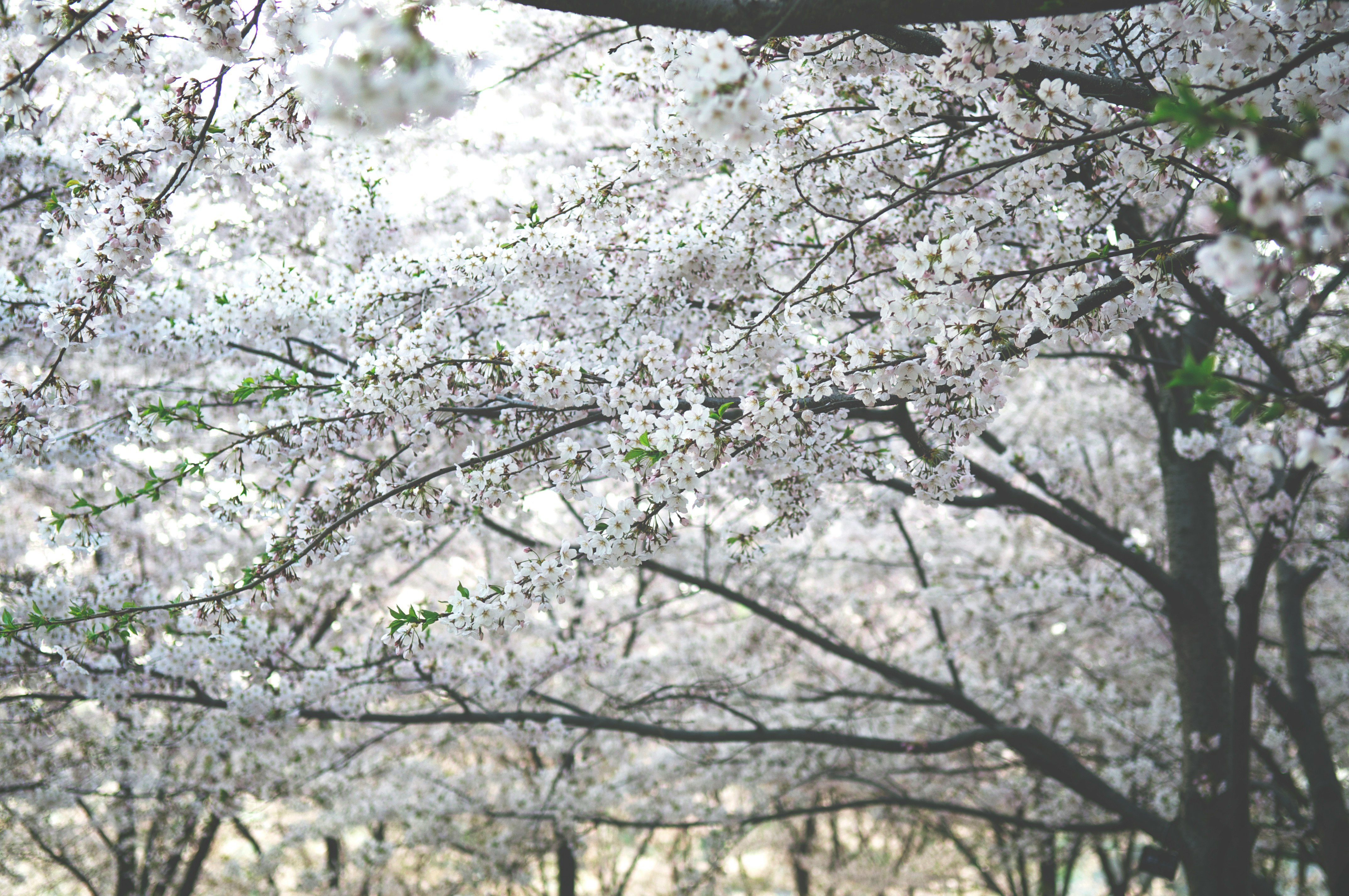 white cherry blossom tree during daytime