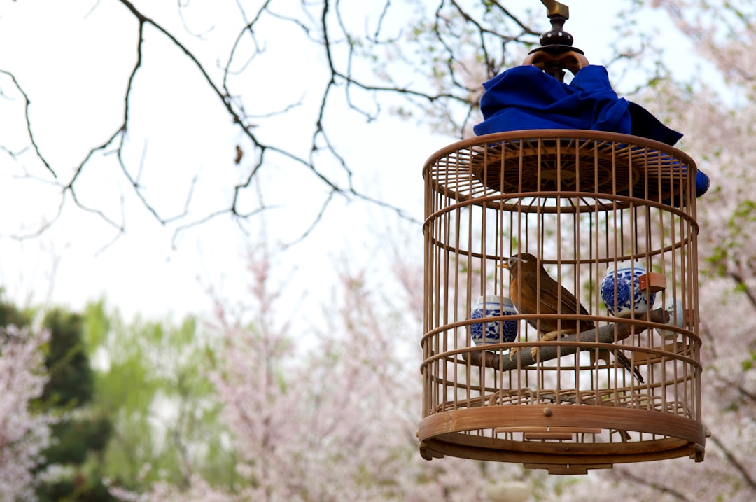 blue bird in blue bird cage