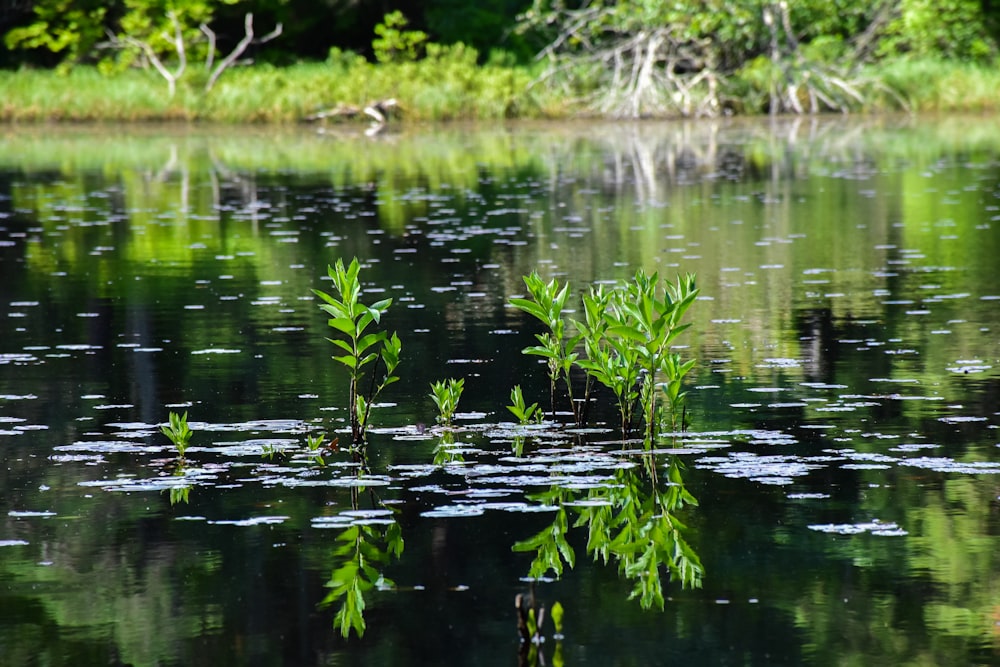 green water lilies on lake during daytime