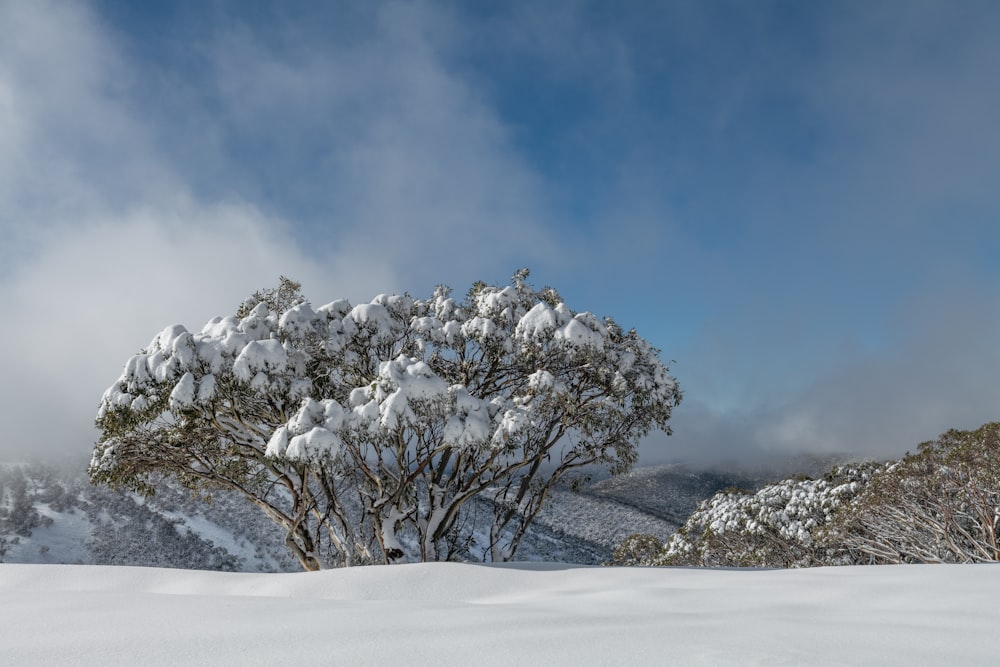 昼間の青空の下、雪に覆われた白い木