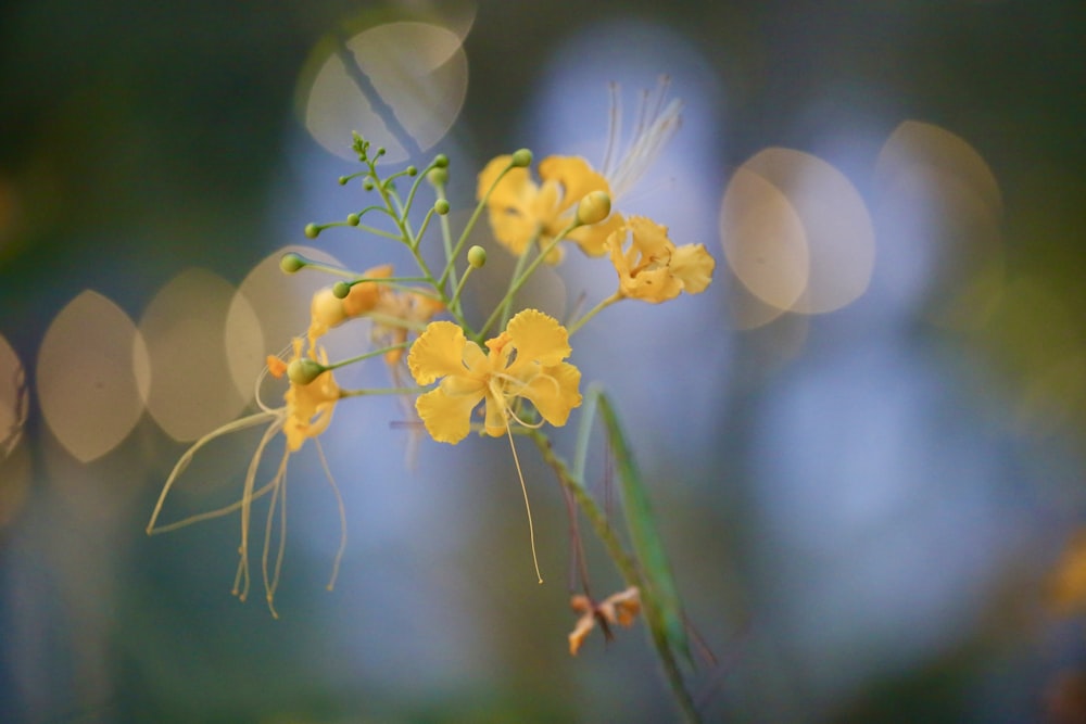 yellow flower in tilt shift lens