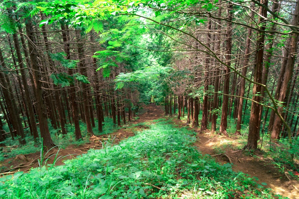 green grass and trees during daytime