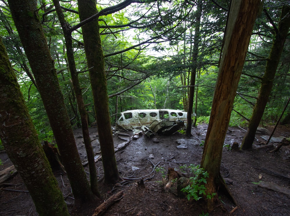 white and black bus in forest during daytime