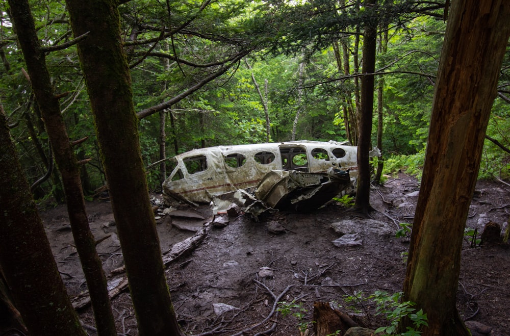 Autobus bianco e nero sulla foresta durante il giorno