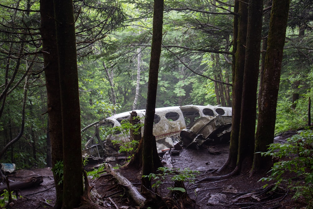 white car in the forest during daytime