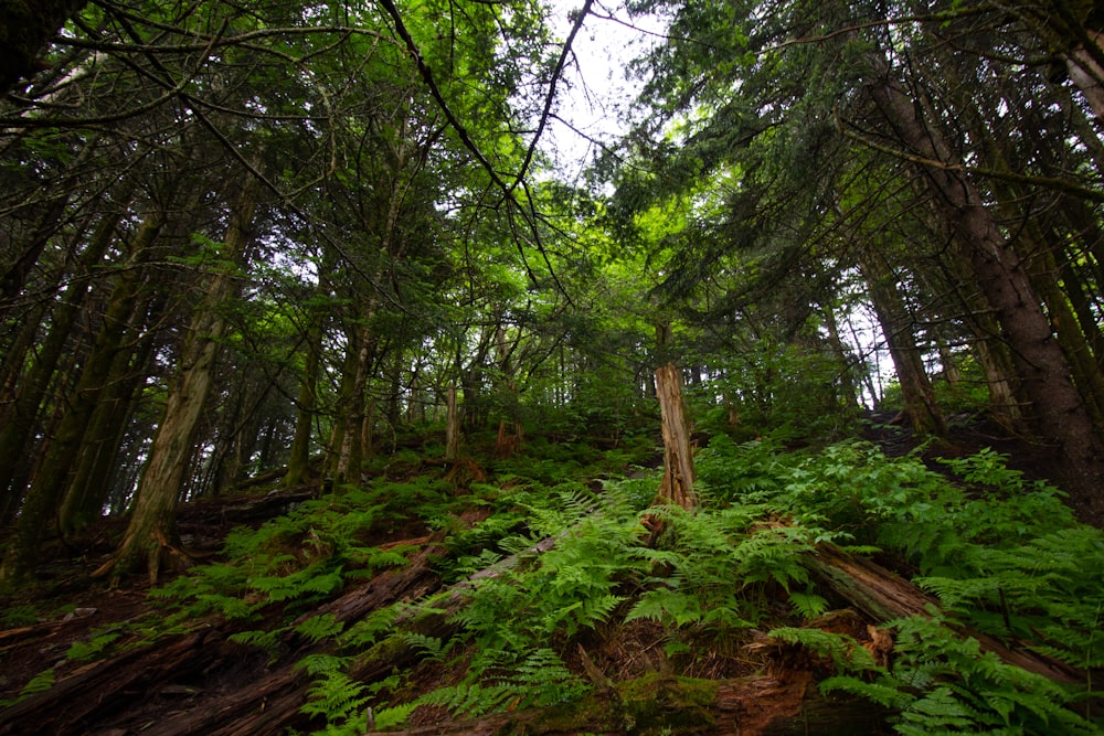 green trees on forest during daytime