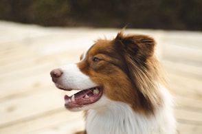 brown and white long coated dog