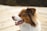 brown and white long coated dog