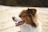 brown and white long coated dog