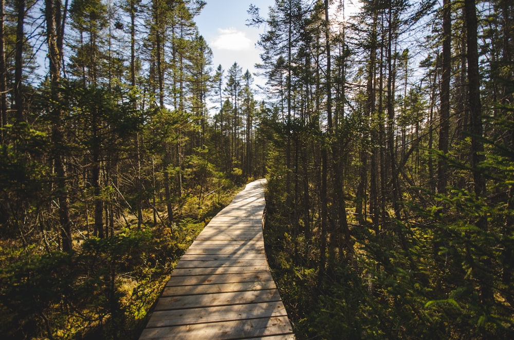 brown wooden pathway between green trees during daytime