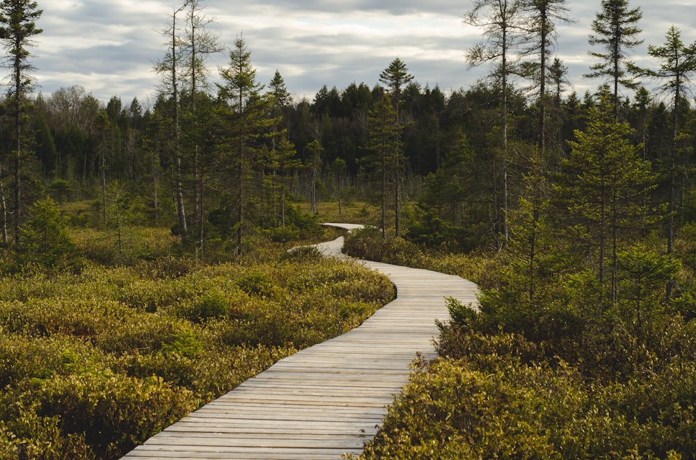 brown wooden pathway between green grass field and trees under white clouds and blue sky during