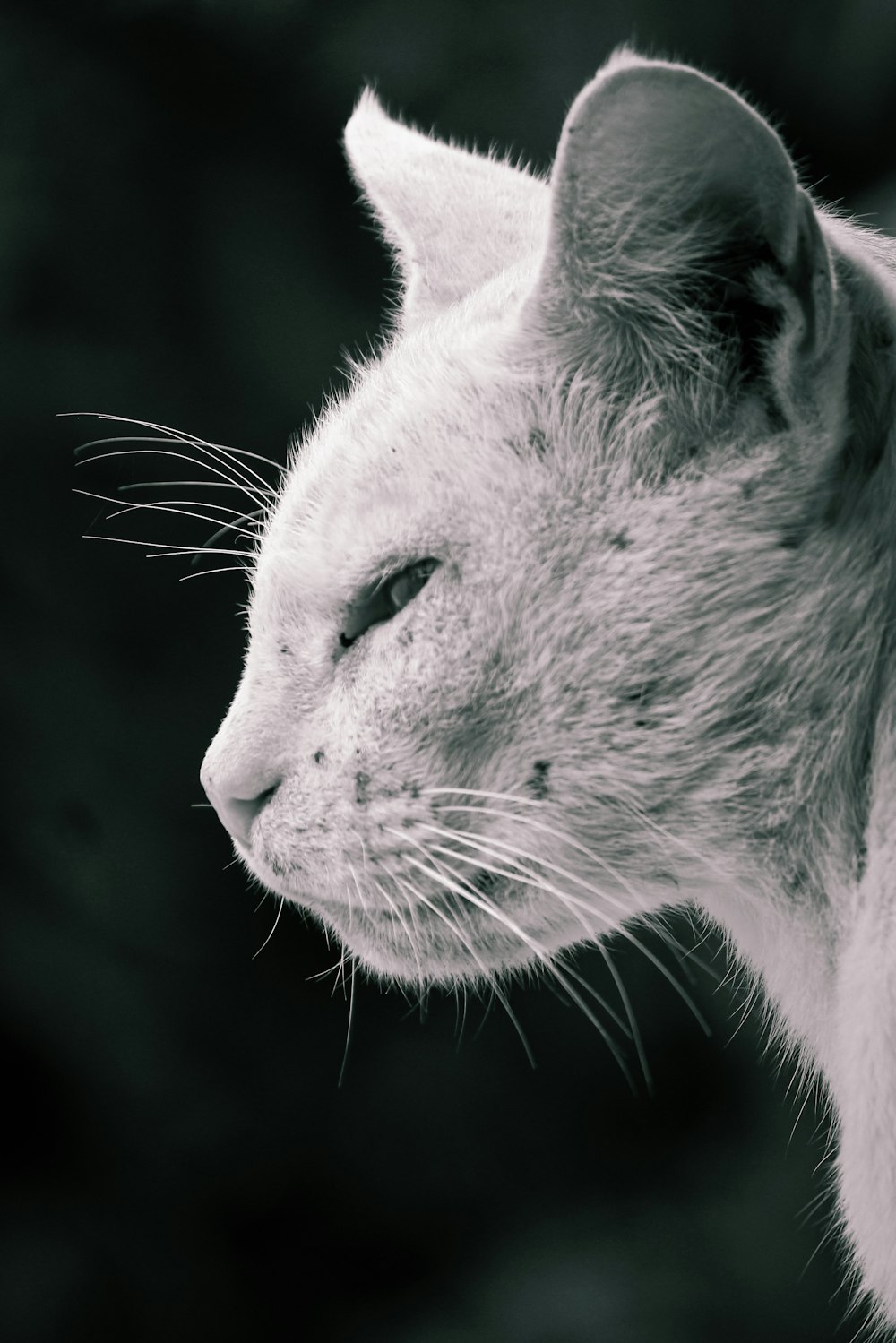 gray cat with blue eyes