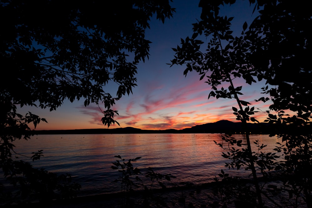 silhouette of trees near body of water during sunset