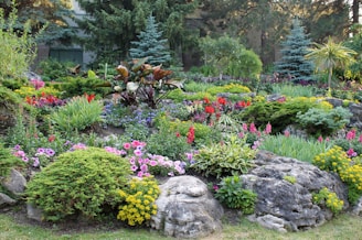 A vibrant garden with a mix of shrubs, flowers, and decorative mulch.