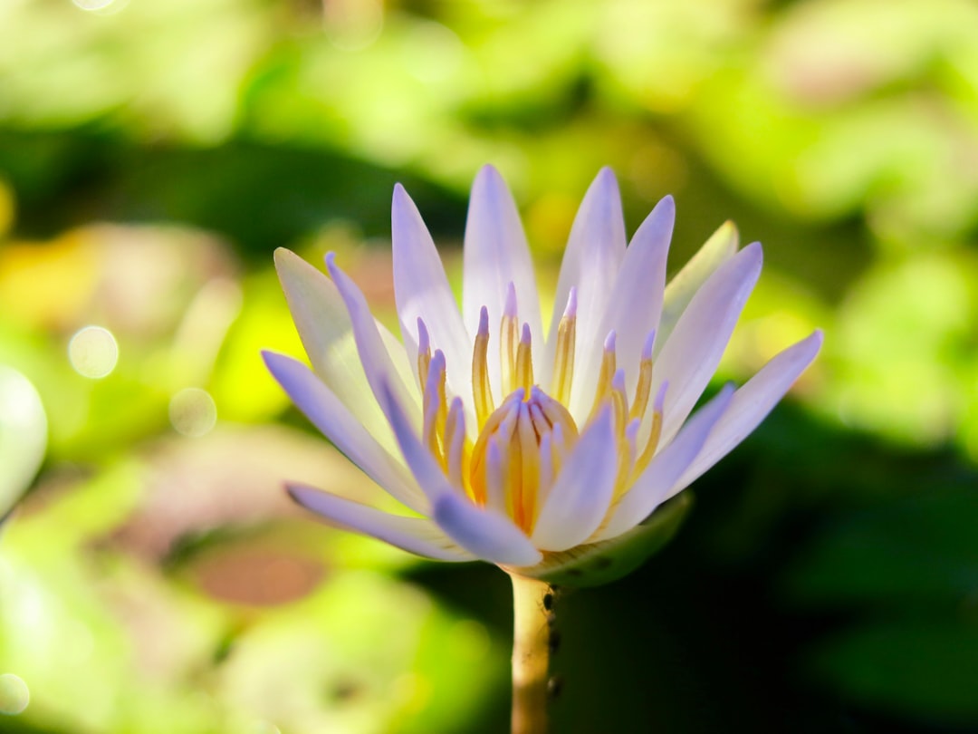 white and purple flower in tilt shift lens