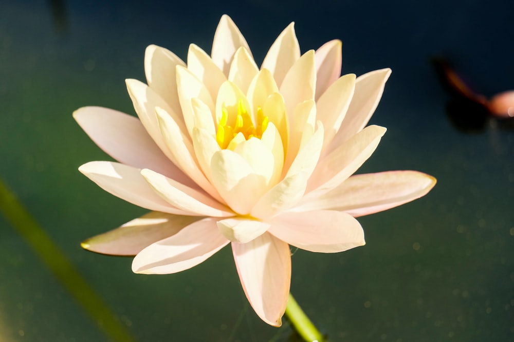 white and yellow flower in bloom