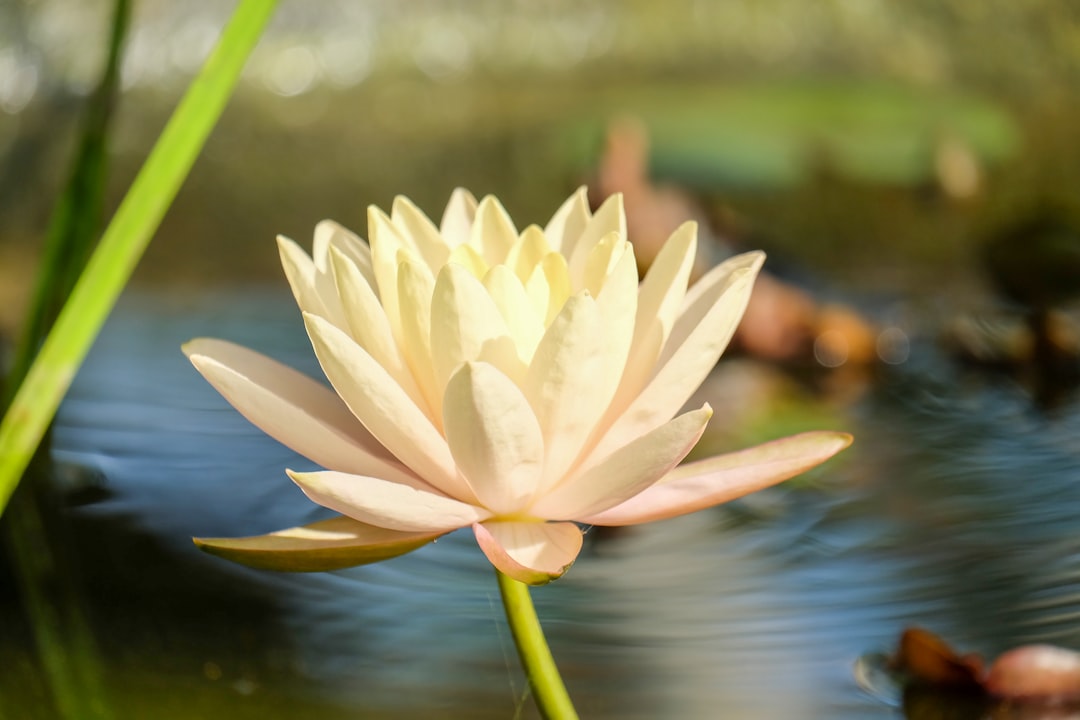 white lotus flower in bloom during daytime