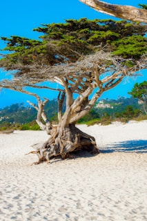 brown tree trunk on white sand beach during daytime