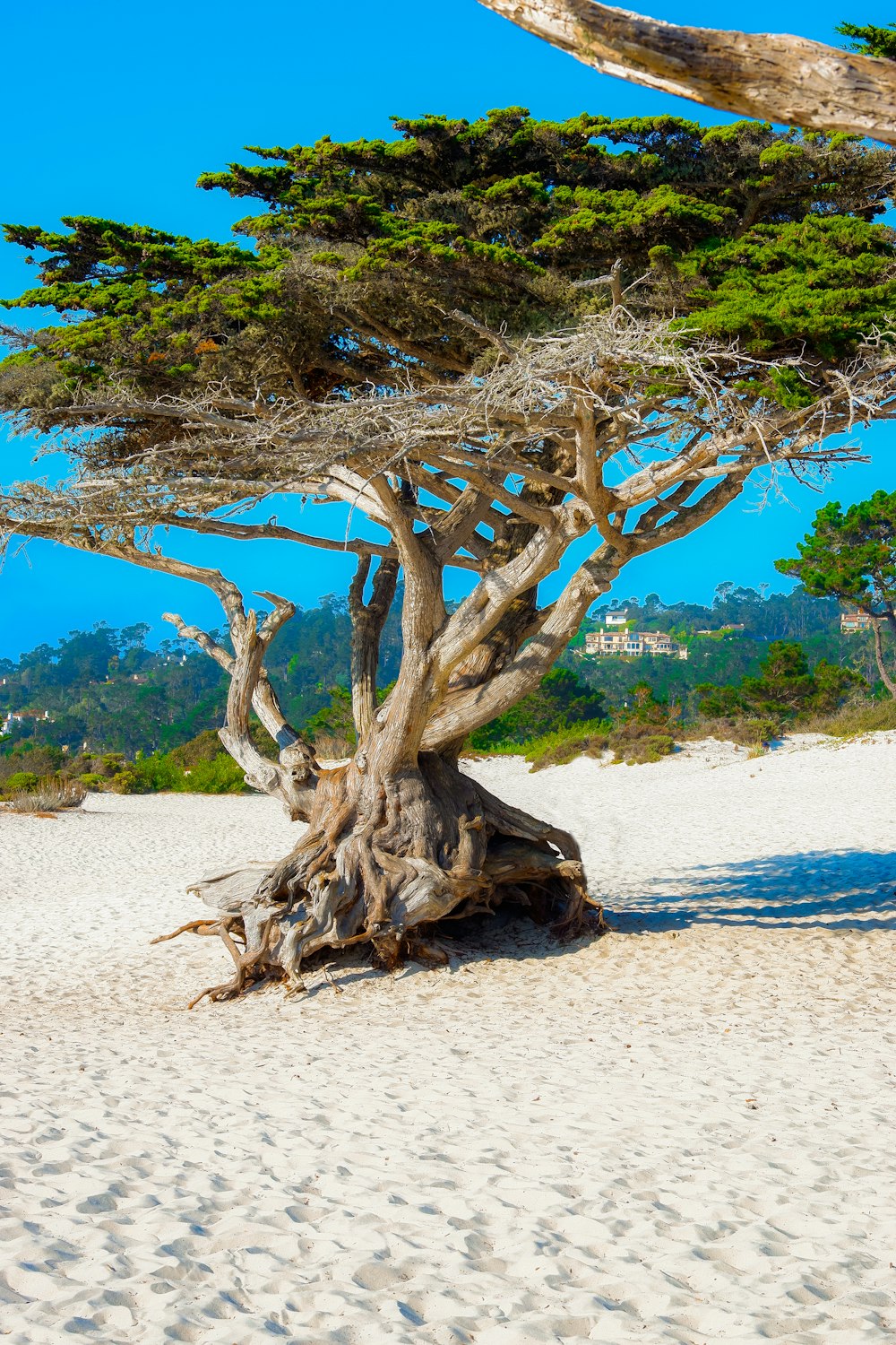 brown tree trunk on white sand beach during daytime