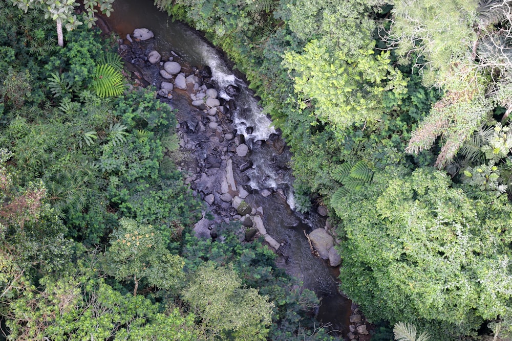 river in the middle of green trees