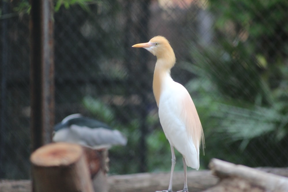 oiseau blanc à long bec sur une clôture en bois marron pendant la journée