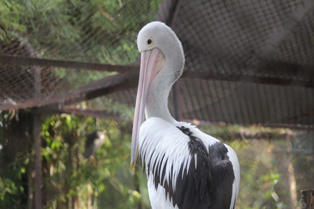 weißer Pelikan tagsüber auf braunem Holzzaun