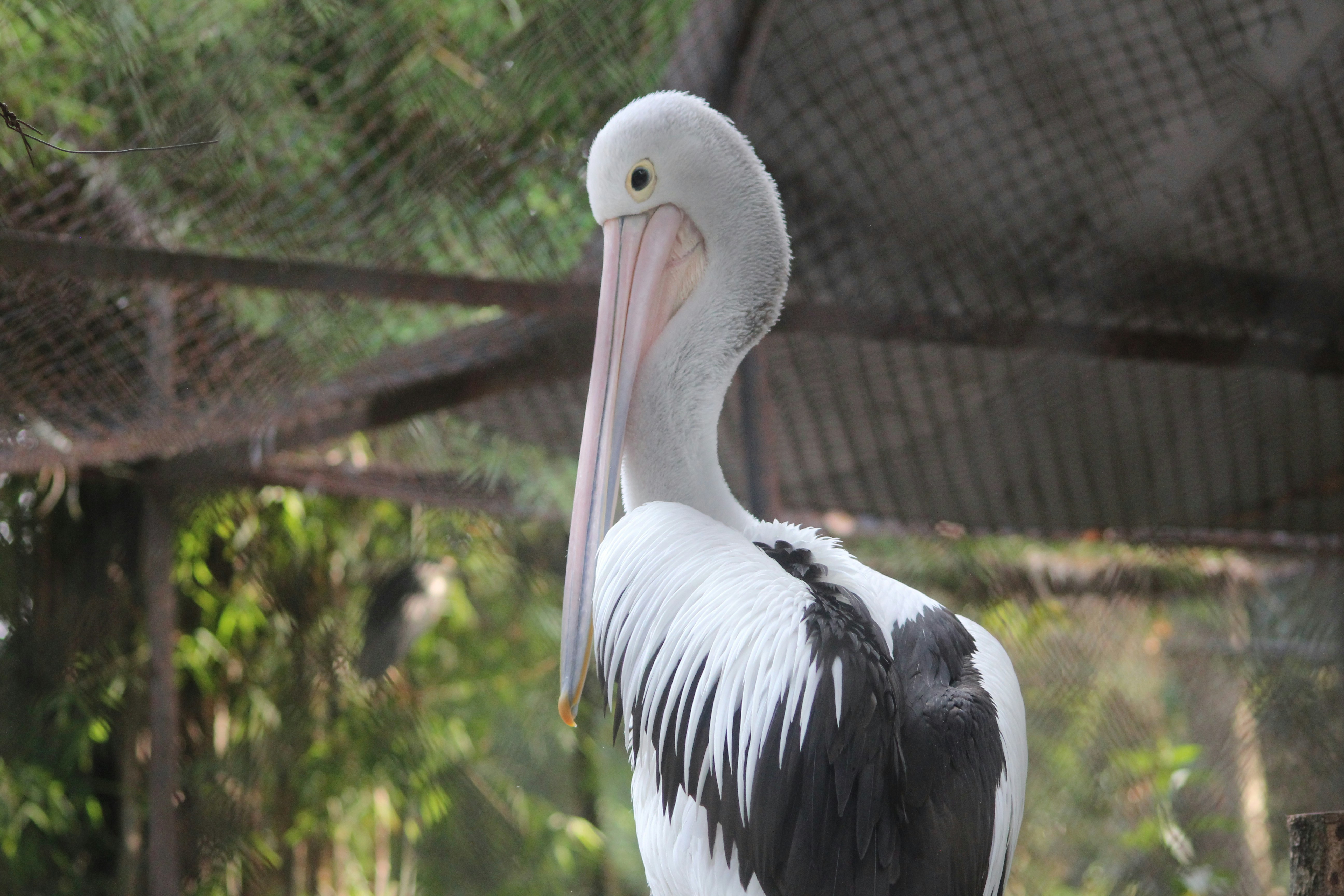 June 29, 2021 in the city of Surabaya, Indonesia. Photo of Birds