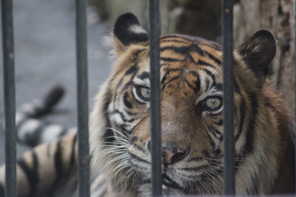 brown and black tiger in cage