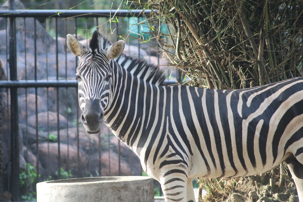 zebra in cage during daytime