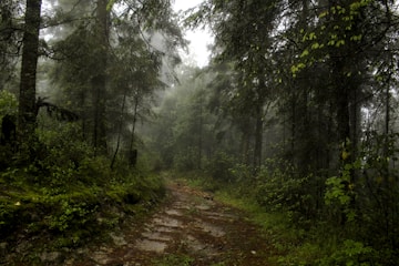 florestal, recuperação de área degradada, fauna e flora