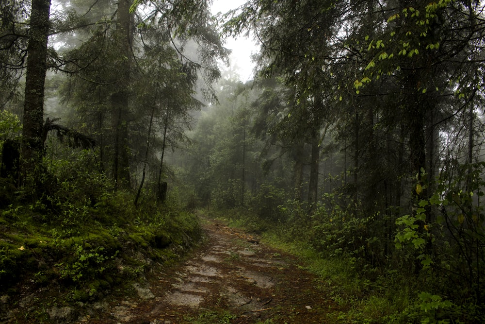 green trees on forest during daytime