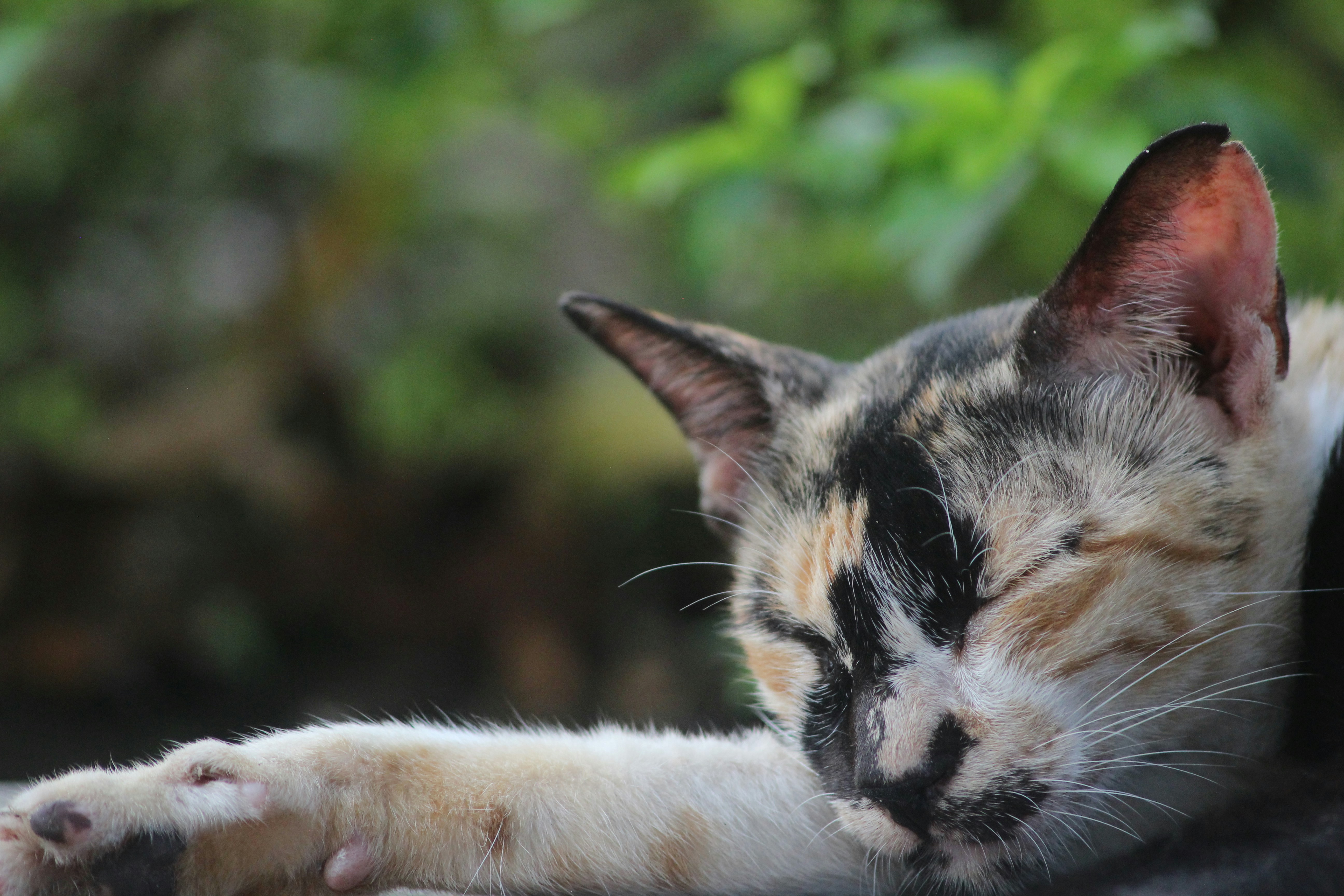 June 29, 2021 in the city of Surabaya, Indonesia. Photo of Cat