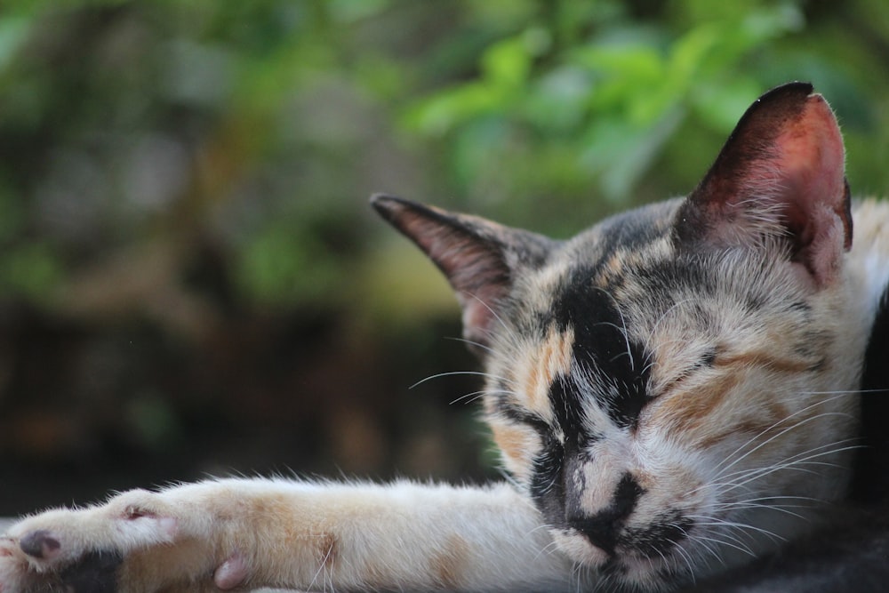 white orange and black cat